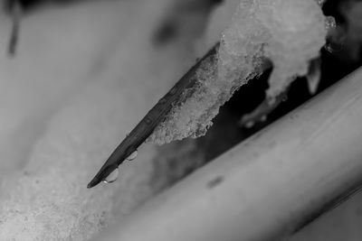 Close-up of ice on snow
