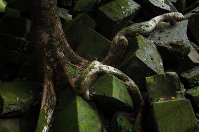 Close-up of lizard on tree trunk