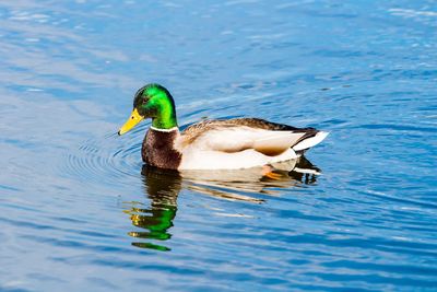 Mallard duck swimming on lake