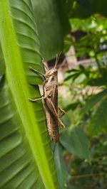 Close-up of butterfly on leaves