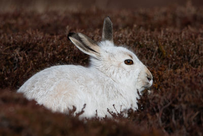 Close-up of rabbit on field