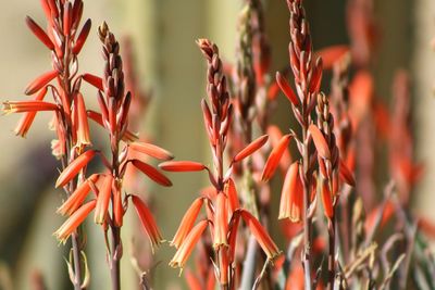 Close-up of red plant