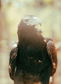 Eagle iv , brisbane