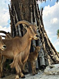 View of deer on tree trunk