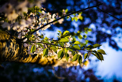 Low angle view of leaves on tree against sky