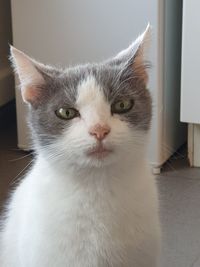 Close-up portrait of white cat at home