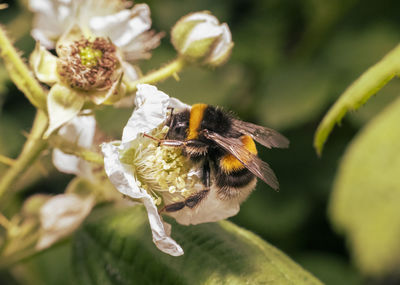 Close-up of bee pollinating on flower