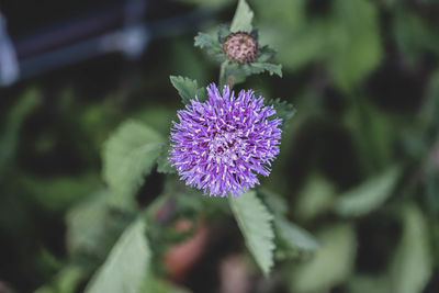 Close-up of purple flowering plant