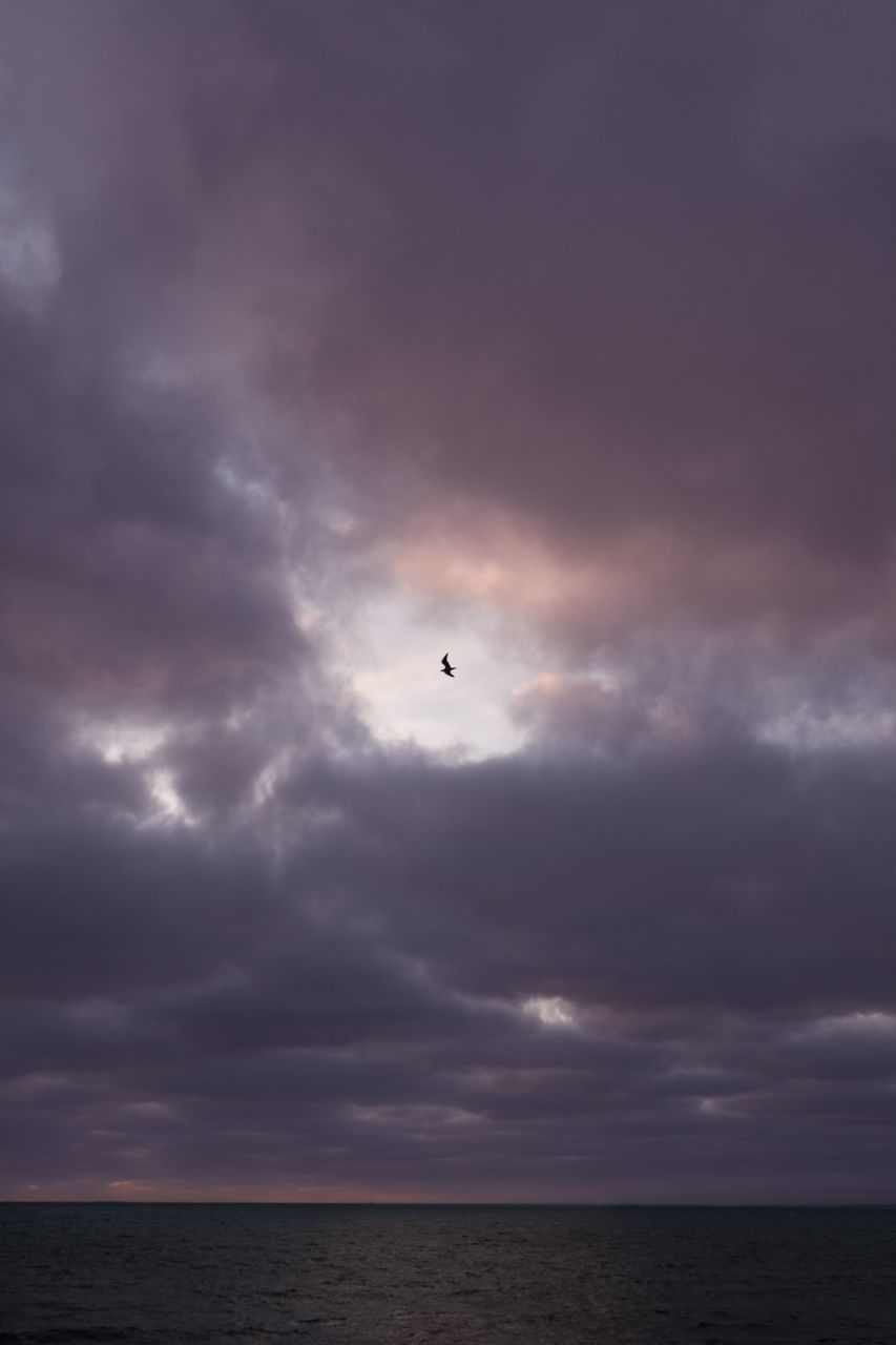 sky, cloud - sky, beauty in nature, scenics - nature, horizon, tranquil scene, sea, horizon over water, nature, flying, tranquility, sunset, water, bird, vertebrate, animal themes, overcast, mid-air, outdoors, no people