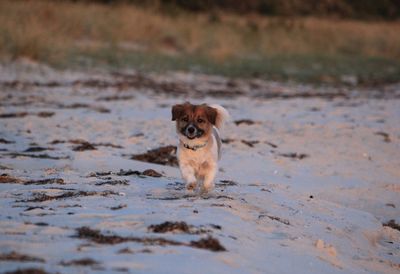 Portrait of a dog