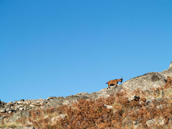 Low angle view of bird on rock against clear blue sky