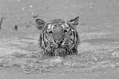 Swimming tiger 