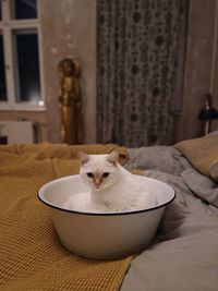 Cat sitting on floor at home