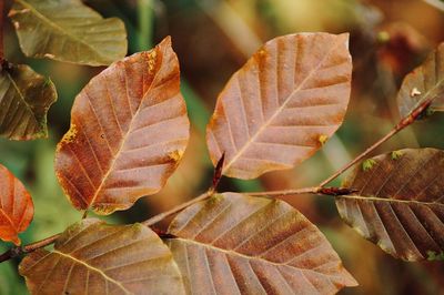 Close-up of dried leaves