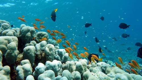 Fish swimming in sea