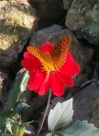 Close-up of red flower