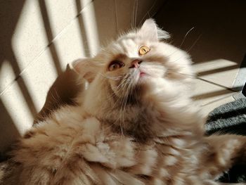 Close-up portrait of a cat