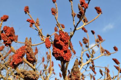 Low angle view of flowering tree