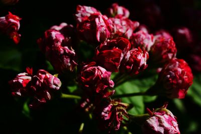 Close-up of red flowering plant