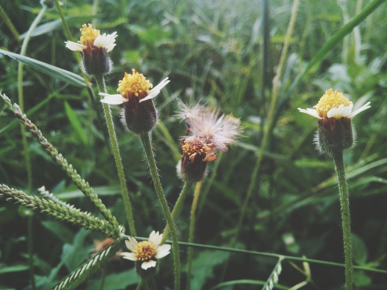 flower, fragility, growth, nature, plant, flower head, day, no people, petal, freshness, beauty in nature, blooming, outdoors, close-up, thistle