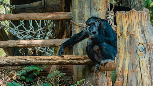 Monkey sitting on a tree