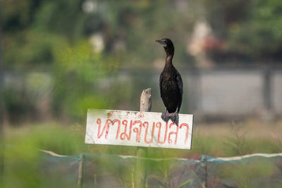 Bird perching on a sign