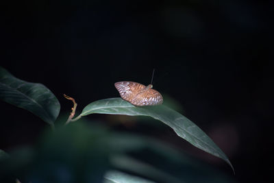 Close-up of butterfly on leaf