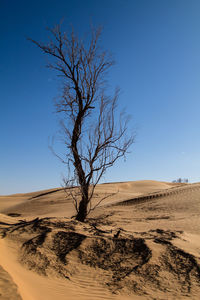 Bare trees on landscape against clear blue sky