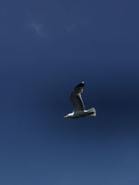 Low angle view of bird flying against clear sky