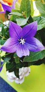 Close-up of purple flowering plant