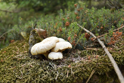 Close-up of mushrooms growing on field