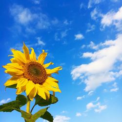 Sunflower against blue sky