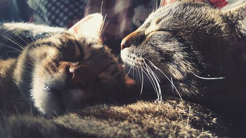 Close-up of cat relaxing