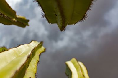 Directly below shot of cactus against cloudy sky