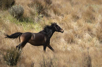 Side view of horse running on field