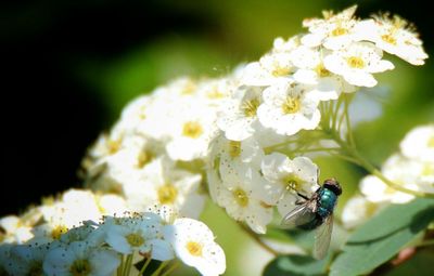 Close-up of bee pollinating on white flower