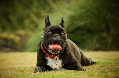 Portrait of french bulldog sticking out tongue while relaxing on grassy field