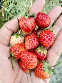 Cropped image of hand holding strawberries