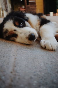 Close-up portrait of dog resting