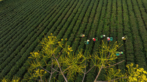 Close-up of flowering plants on field