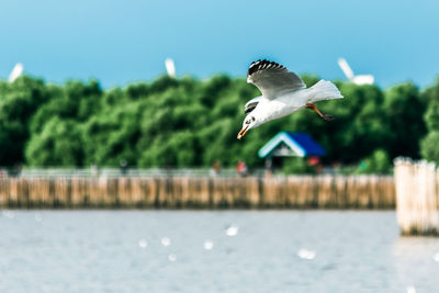 Seagull flying over sea against sky