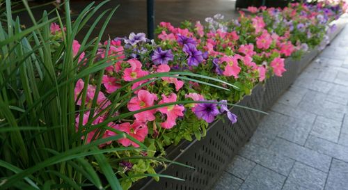 Close-up of fresh flowers blooming in plant