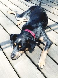 Portrait of a dog resting on wooden floor