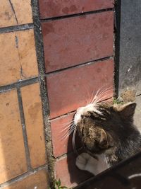 Close-up of cat outdoors