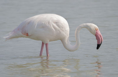 White duck in a lake