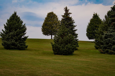 Trees on field against sky