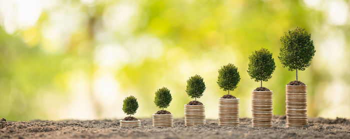 Close-up of potted plant on table