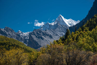 Mountain in yading with autumn leaves