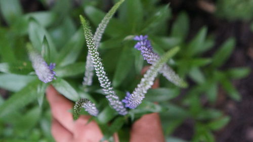 Close-up of purple flowering plant