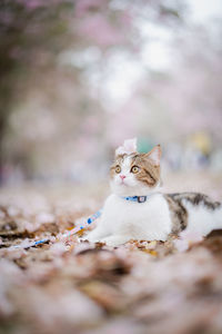 White brown scottish cat travel outdoor with pink flower in springtime season